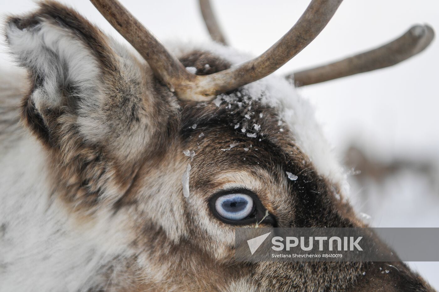 Russia Siberia Reindeer Breeder's Camp