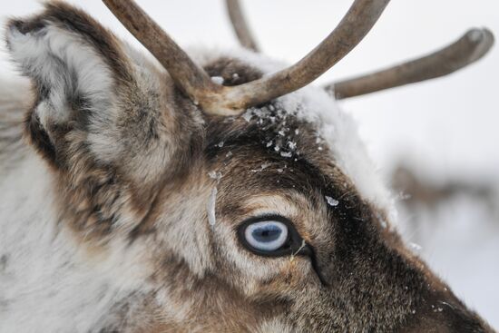 Russia Siberia Reindeer Breeder's Camp