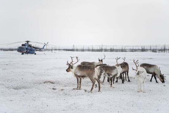 Russia Siberia Reindeer Breeder's Camp