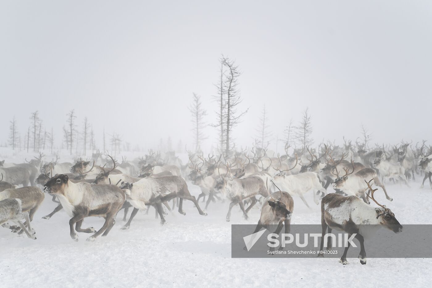 Russia Siberia Reindeer Breeder's Camp