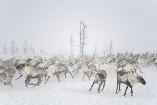 Russia Siberia Reindeer Breeder's Camp