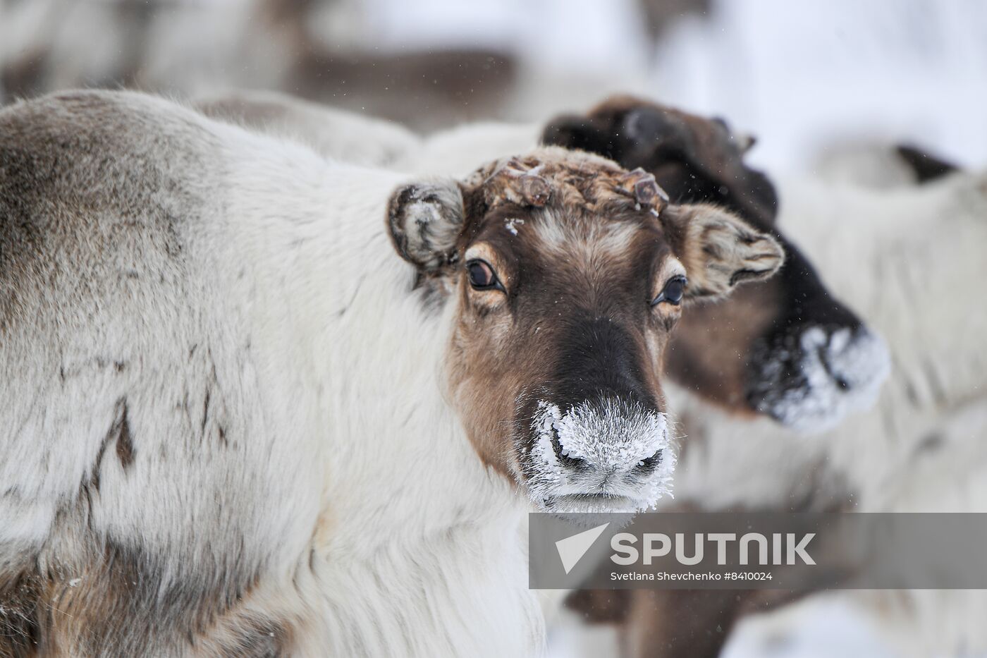 Russia Siberia Reindeer Breeder's Camp