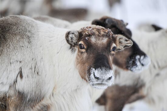 Russia Siberia Reindeer Breeder's Camp