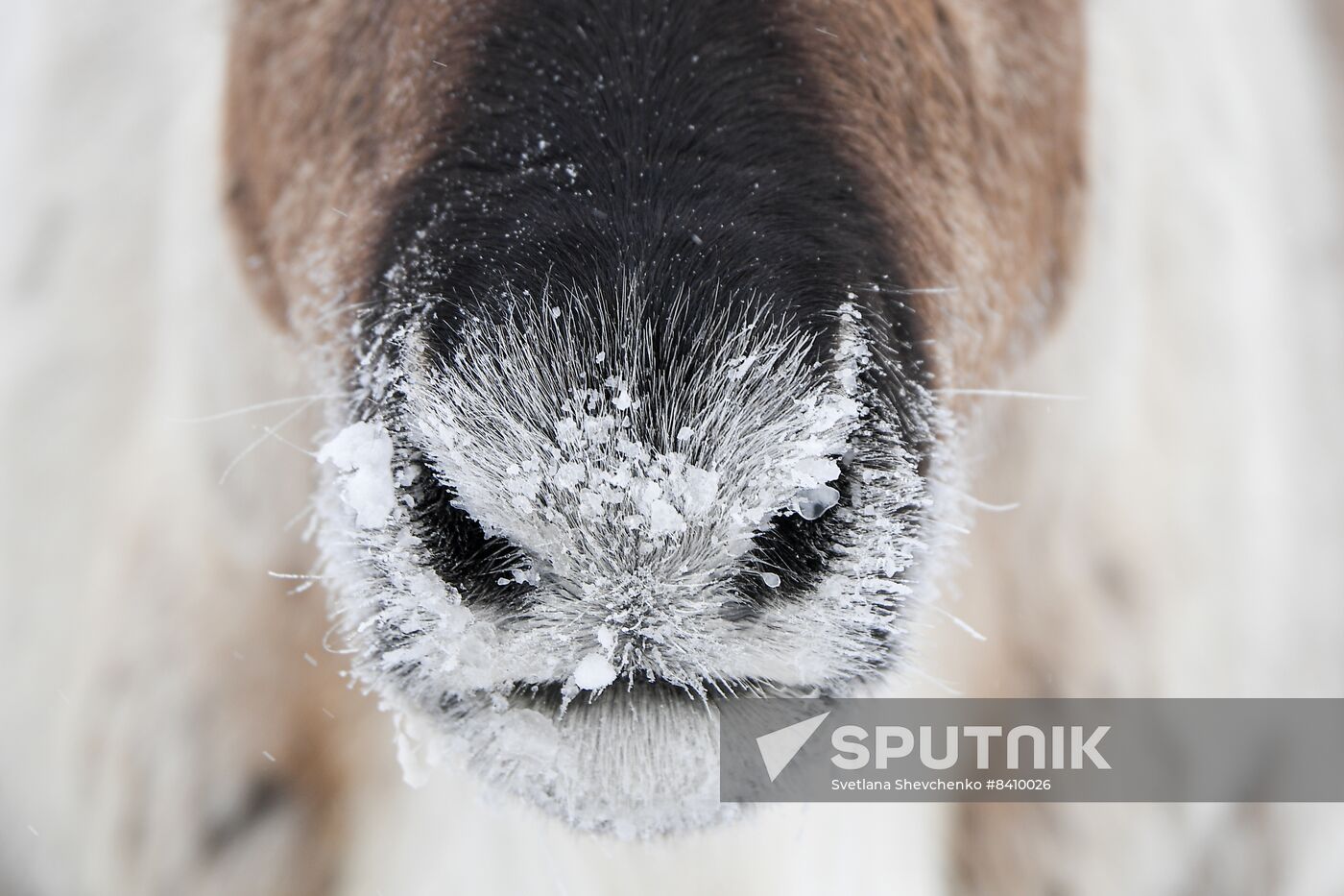 Russia Siberia Reindeer Breeder's Camp