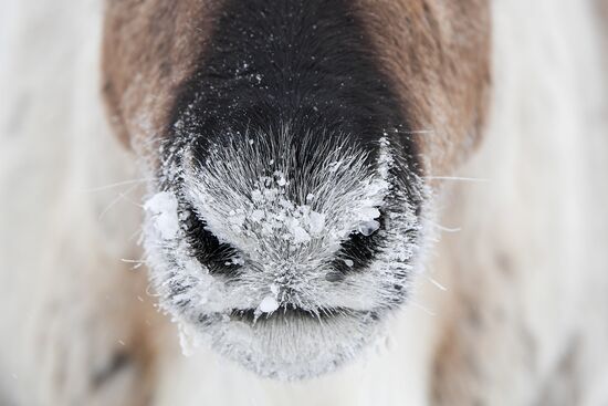 Russia Siberia Reindeer Breeder's Camp