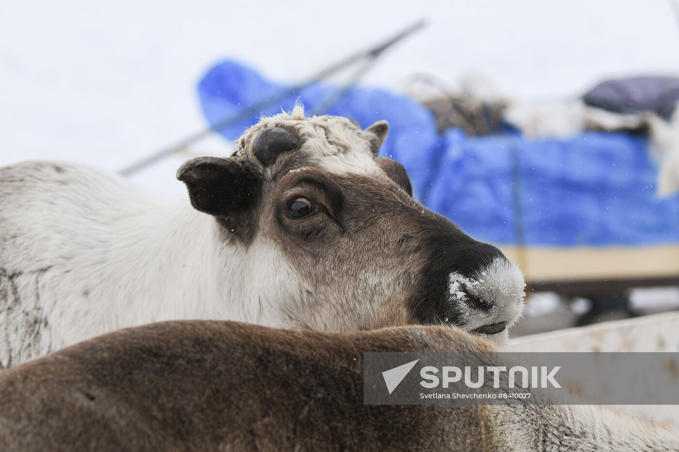Russia Siberia Reindeer Breeder's Camp