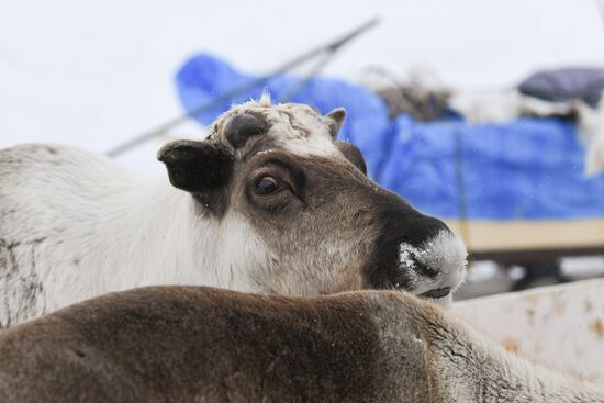 Russia Siberia Reindeer Breeder's Camp