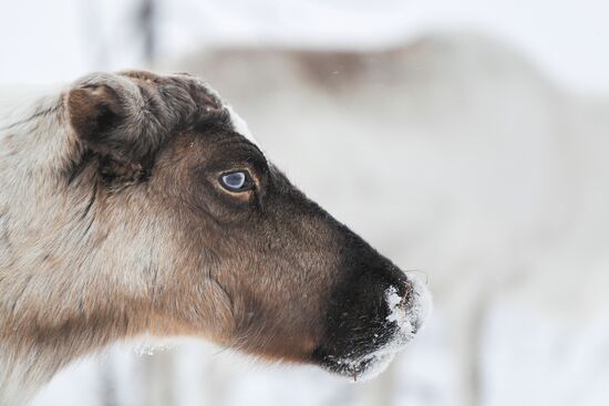 Russia Siberia Reindeer Breeder's Camp