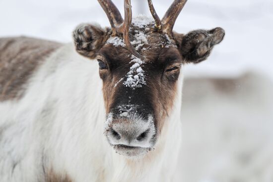 Russia Siberia Reindeer Breeder's Camp
