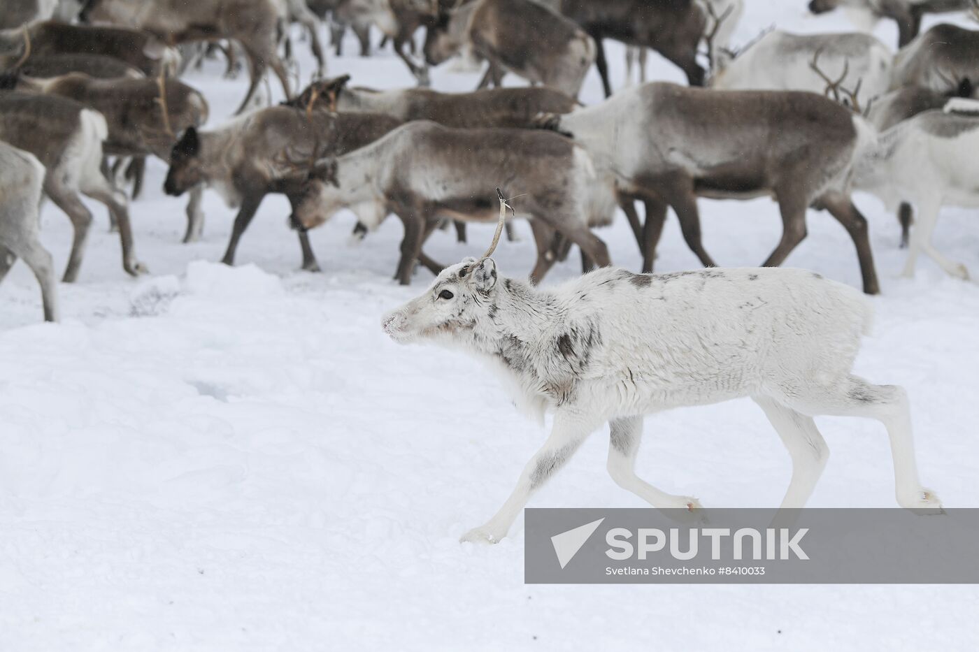 Russia Siberia Reindeer Breeder's Camp