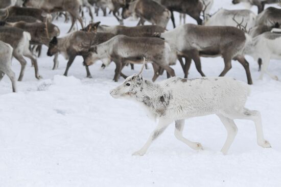 Russia Siberia Reindeer Breeder's Camp