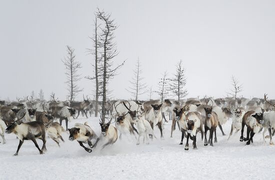 Russia Siberia Reindeer Breeder's Camp