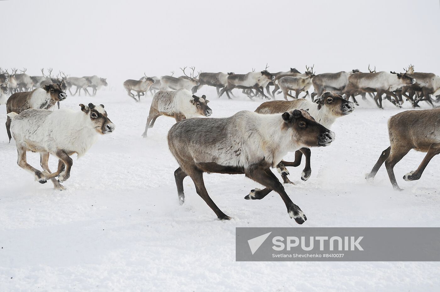 Russia Siberia Reindeer Breeder's Camp