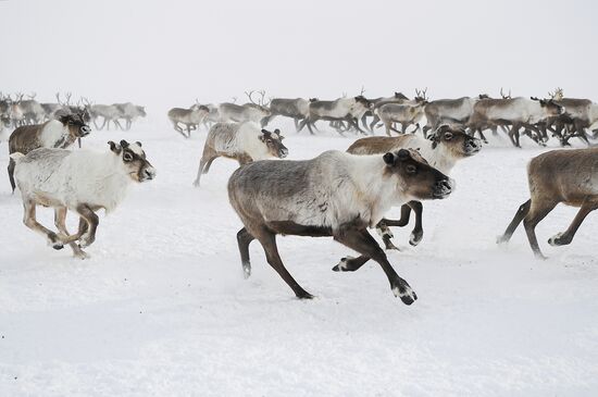 Russia Siberia Reindeer Breeder's Camp