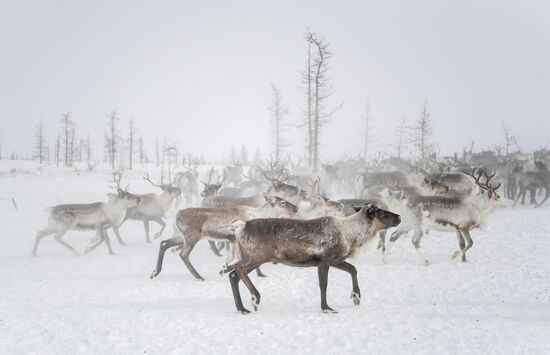 Russia Siberia Reindeer Breeder's Camp