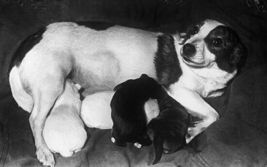 Strelka space dog with her second puppy litter