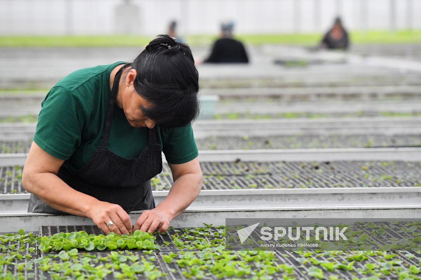 Russia Agriculture