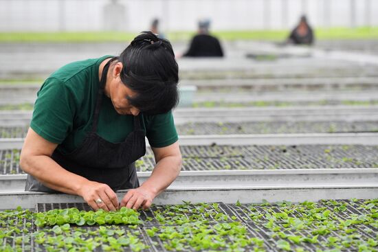 Russia Agriculture