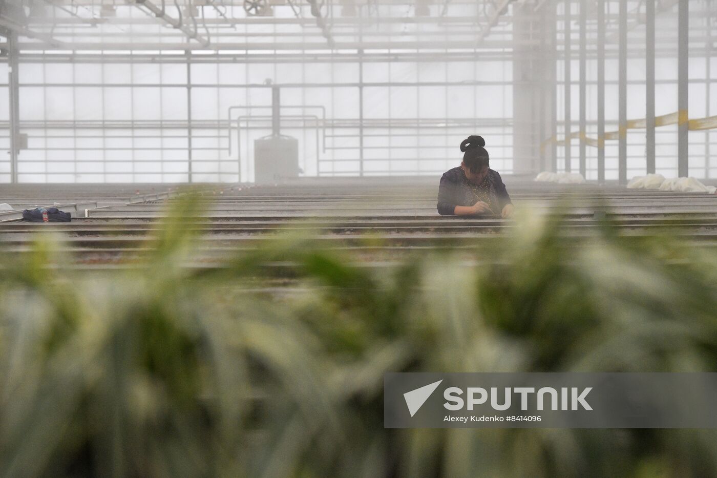 Russia Agriculture
