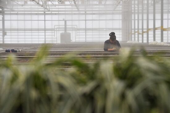 Russia Agriculture