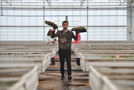 Russia Agriculture