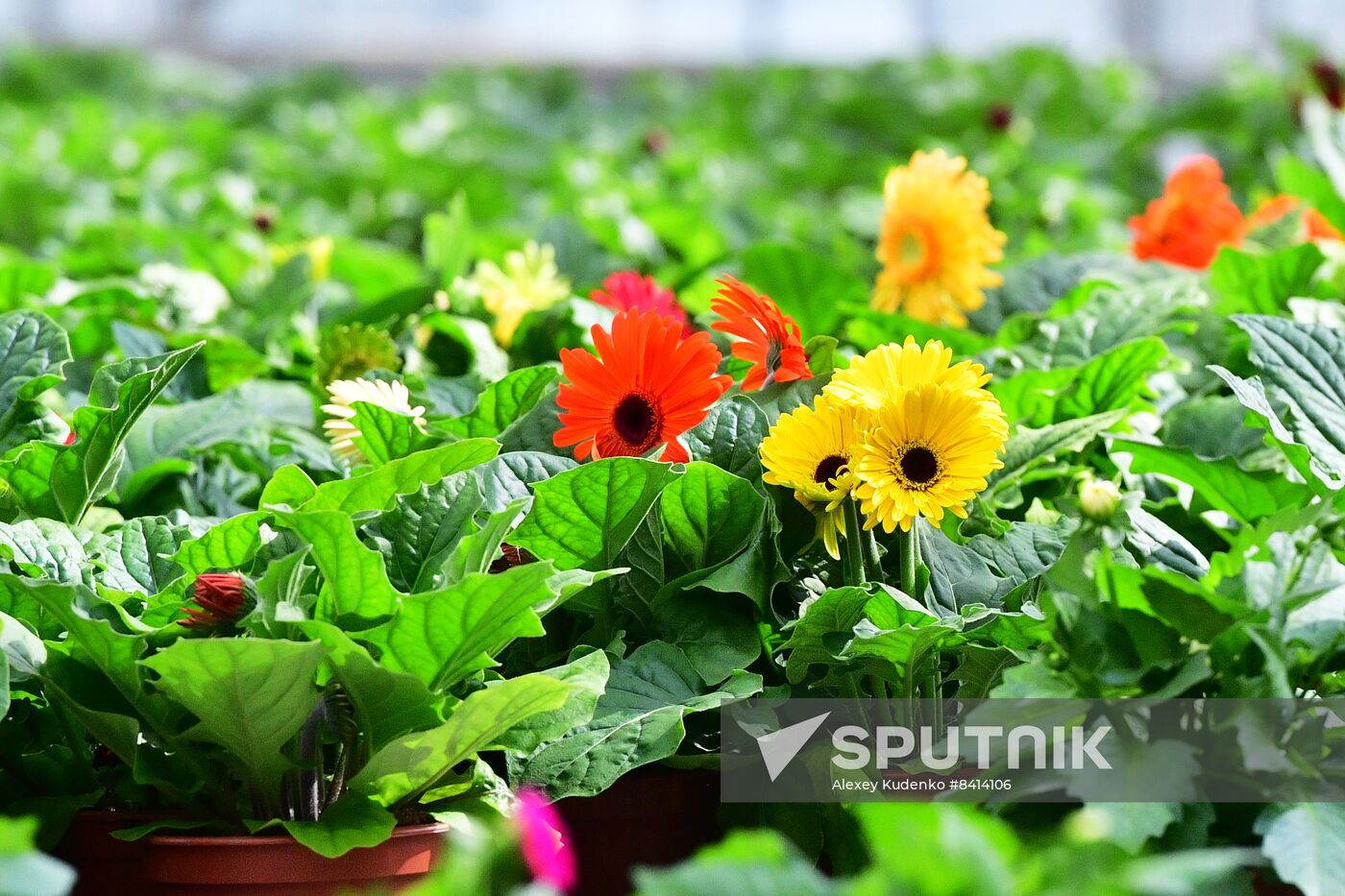 Russia Agriculture