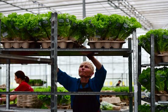 Russia Agriculture