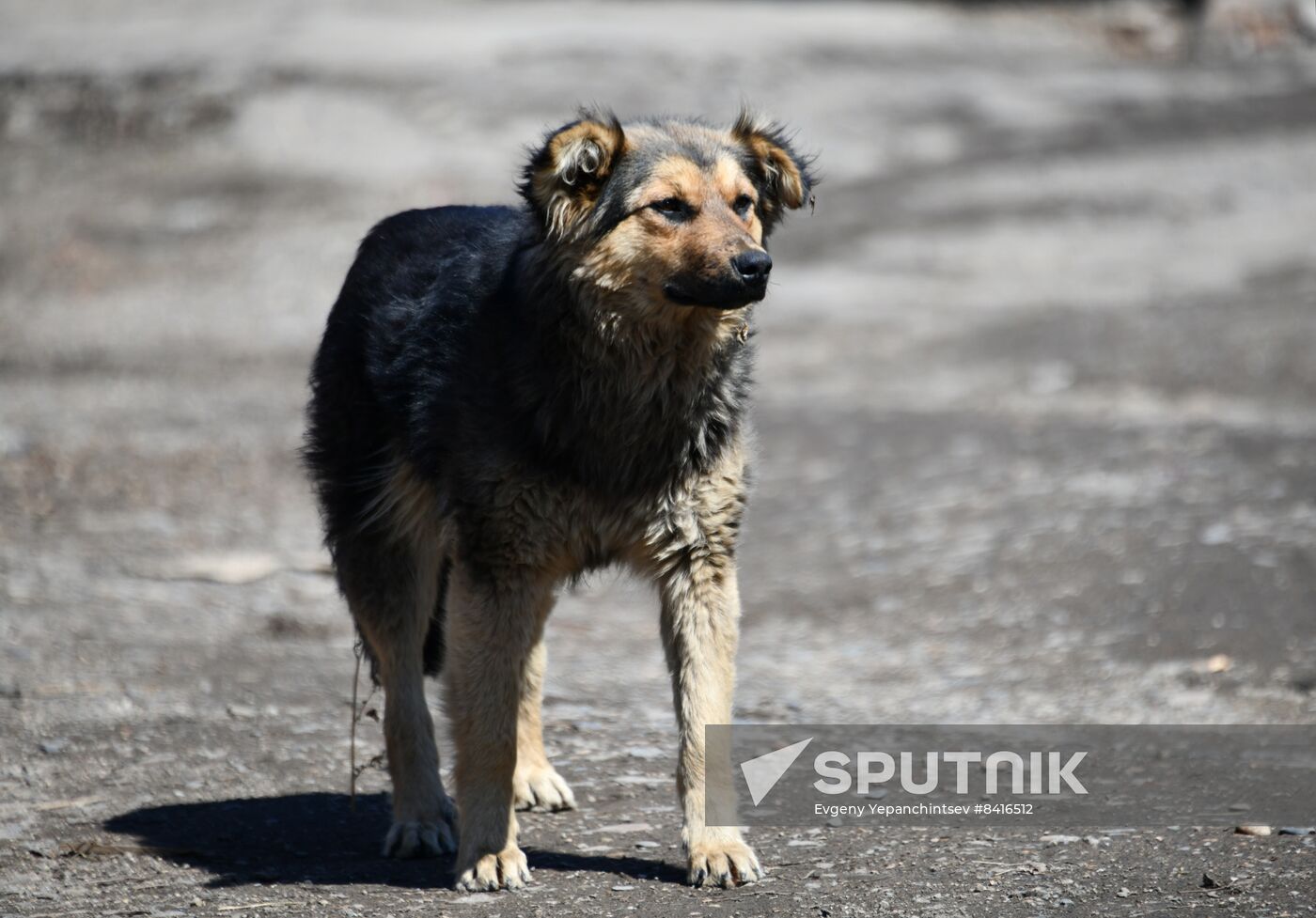 Russia Stray Dogs