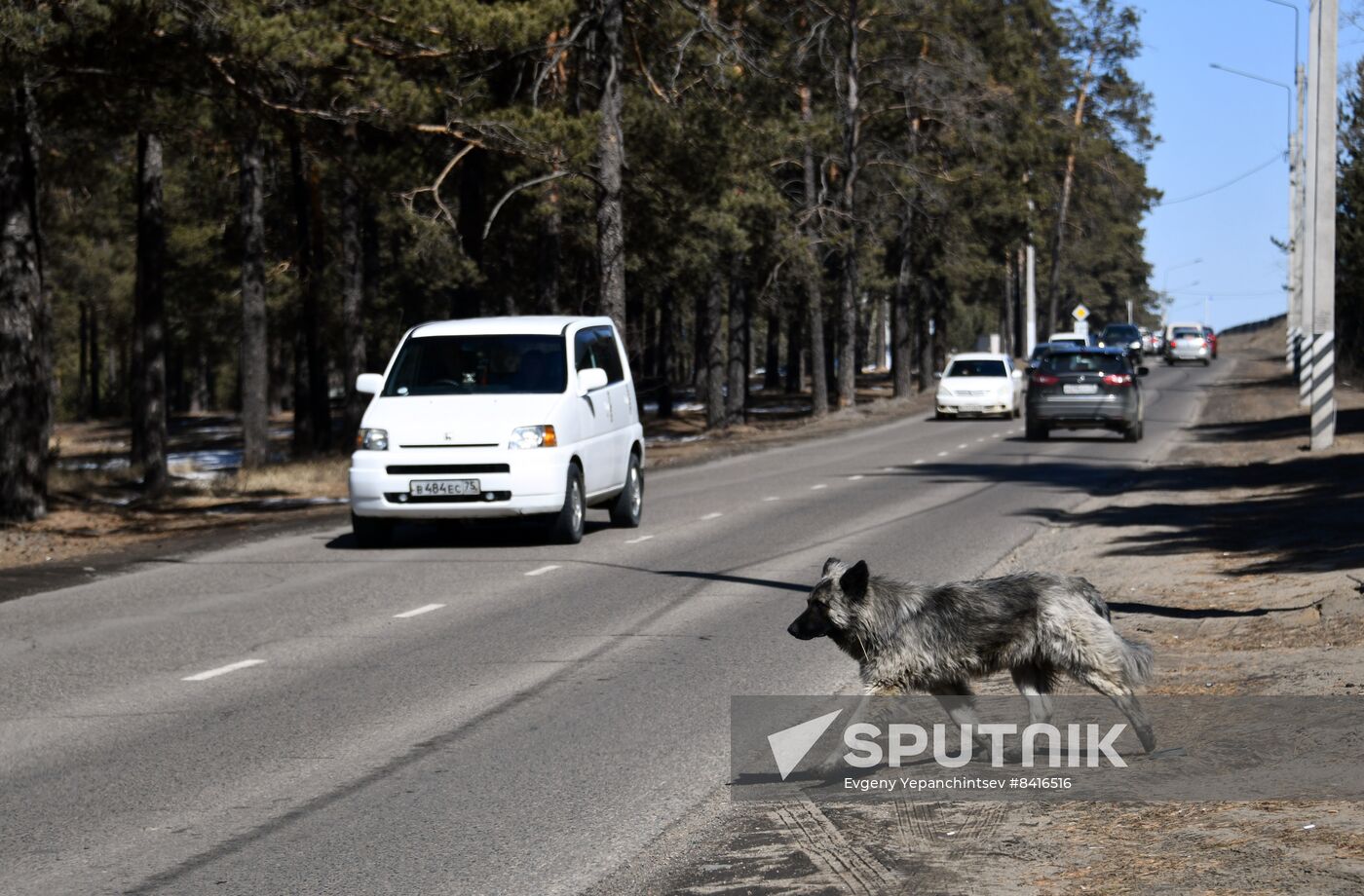 Russia Stray Dogs