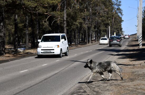 Russia Stray Dogs