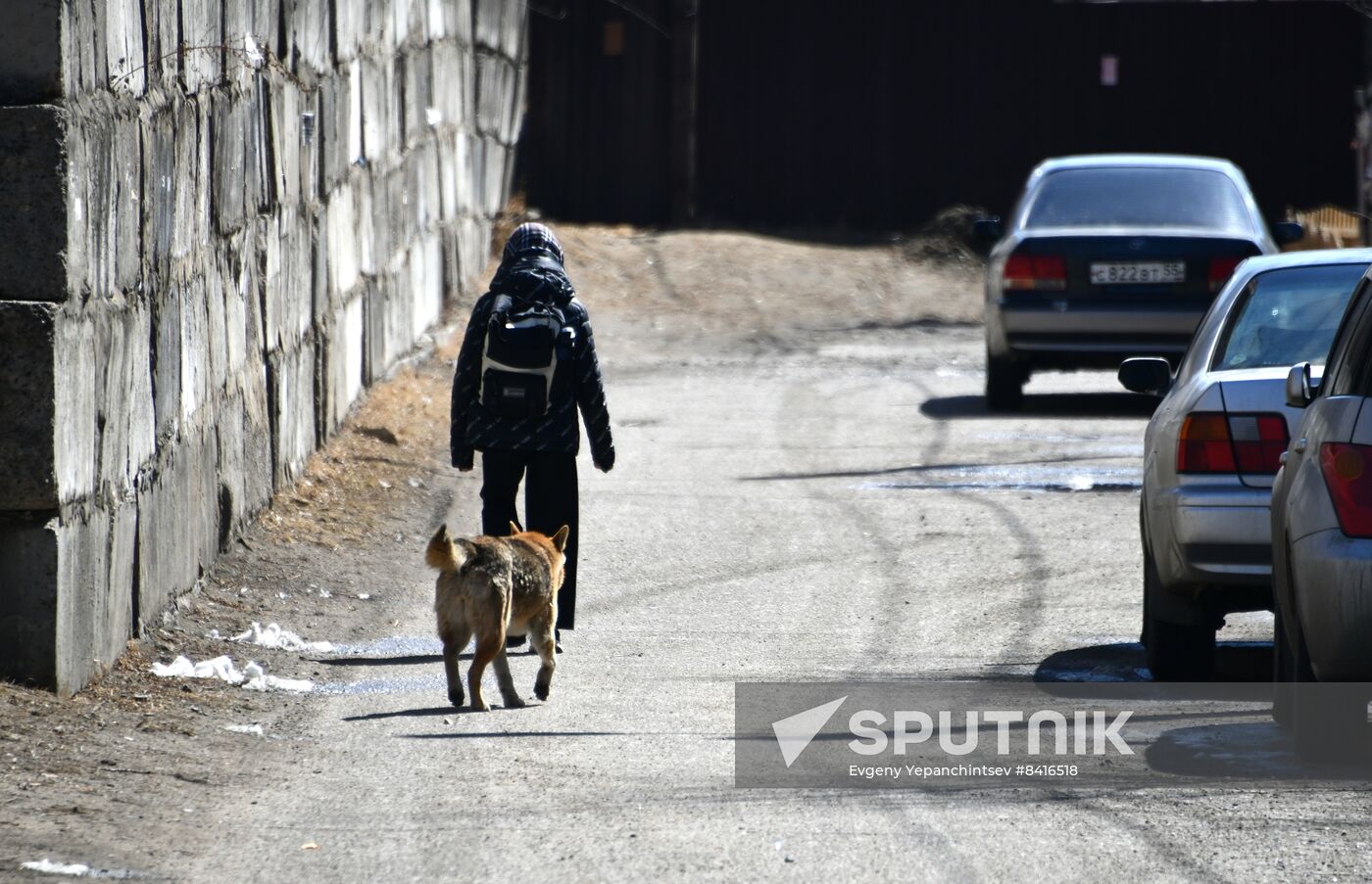 Russia Stray Dogs