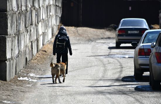 Russia Stray Dogs