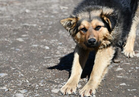 Russia Stray Dogs