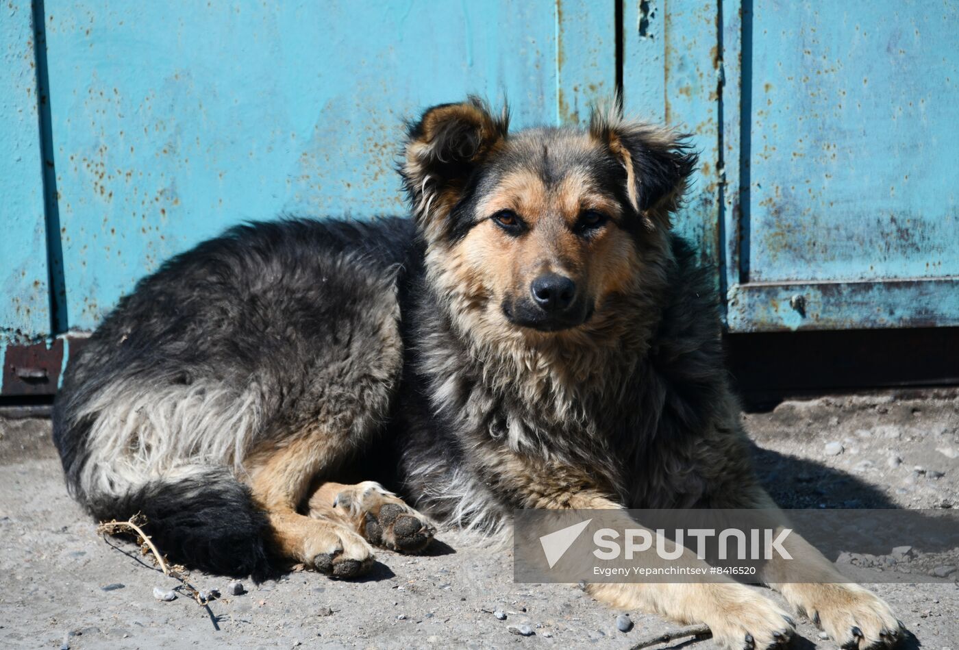 Russia Stray Dogs