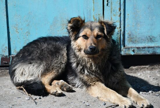 Russia Stray Dogs