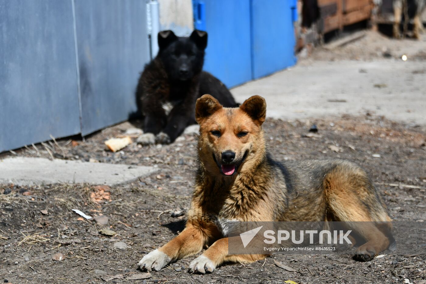 Russia Stray Dogs