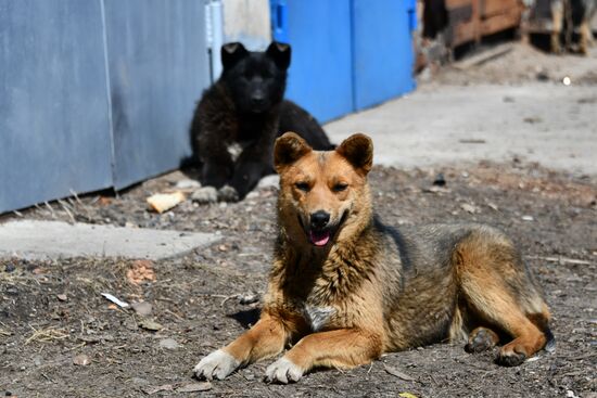Russia Stray Dogs