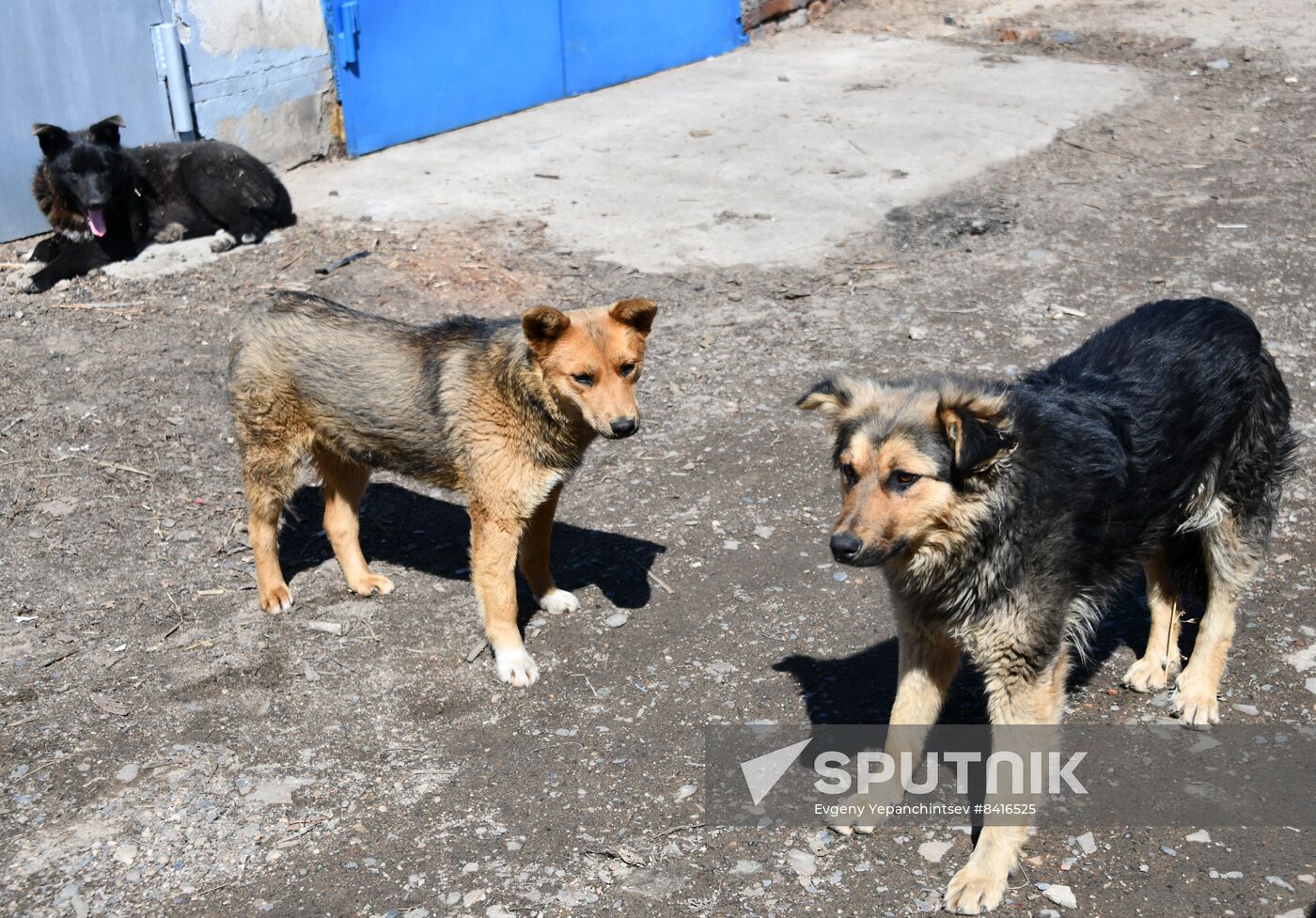 Russia Stray Dogs