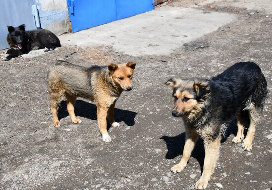 Russia Stray Dogs