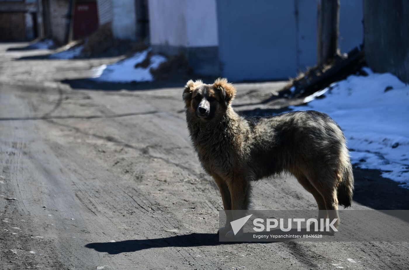 Russia Stray Dogs