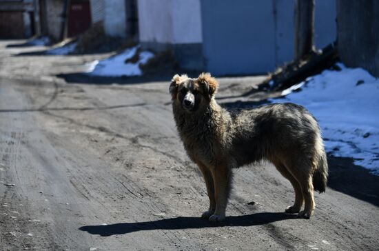 Russia Stray Dogs