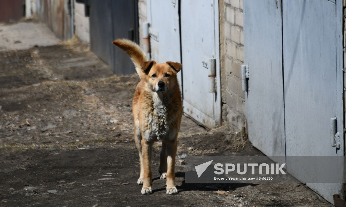 Russia Stray Dogs