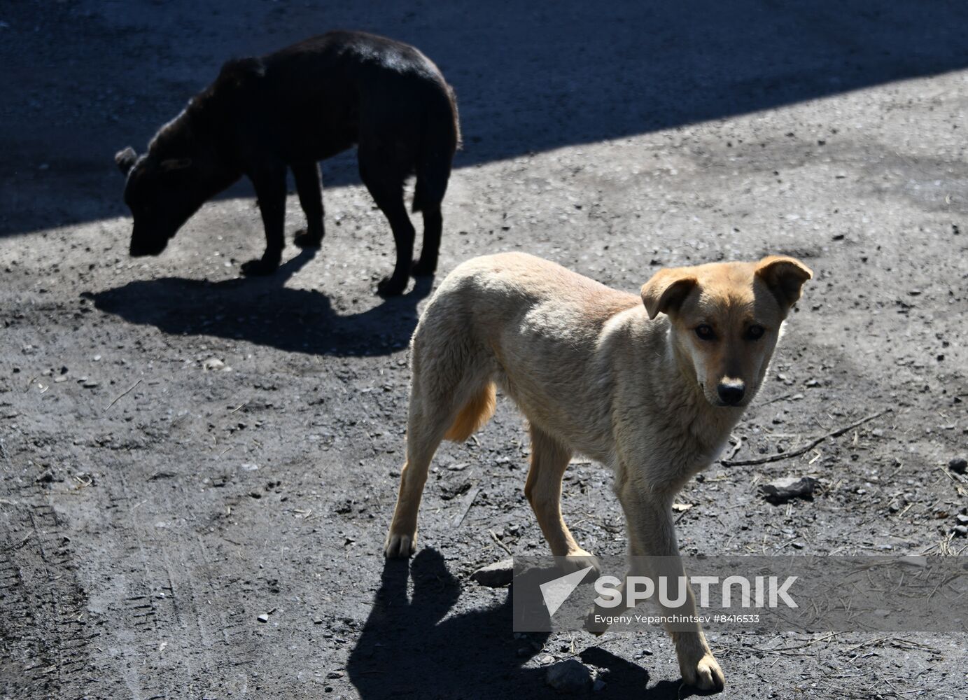 Russia Stray Dogs