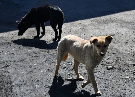 Russia Stray Dogs