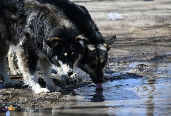 Russia Stray Dogs