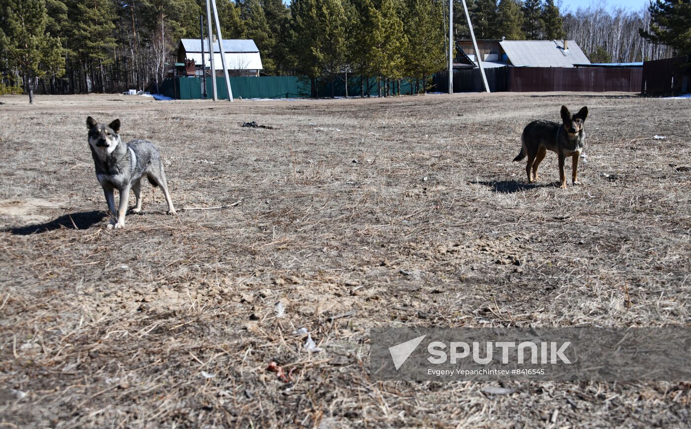 Russia Stray Dogs