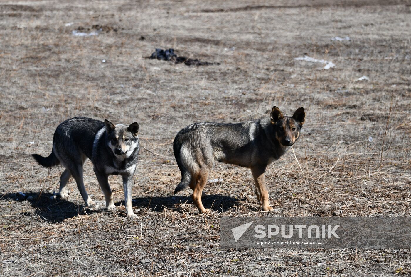 Russia Stray Dogs