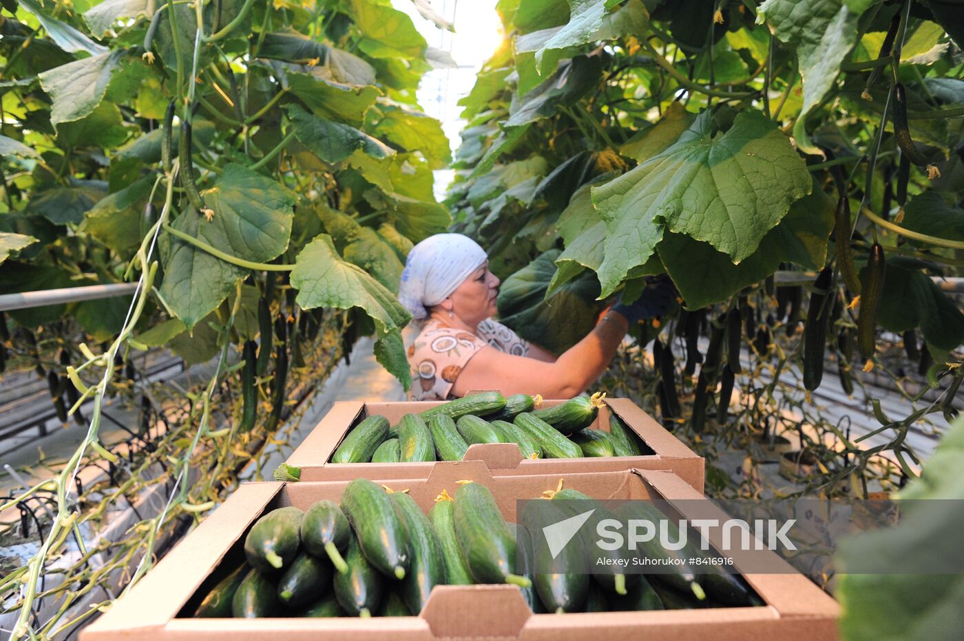 Russia Agriculture