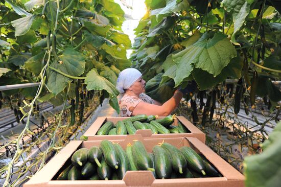 Russia Agriculture