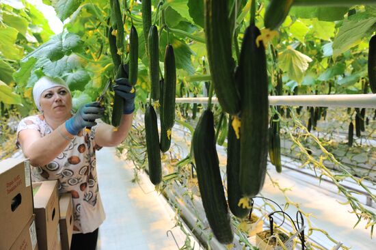Russia Agriculture